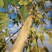 Oshadhi Eukalyptus radiata bio divoce rostoucí, esenciální olej 5 ml