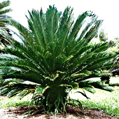 Palma sagow